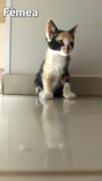 Tricô