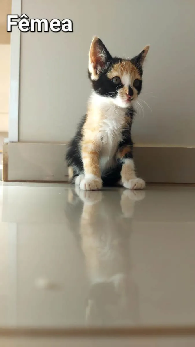Gato ra a SRD-ViraLata idade 2 a 6 meses nome Tricô