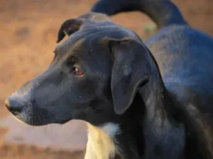Cachorro raça Srd idade 1 ano nome Docinho