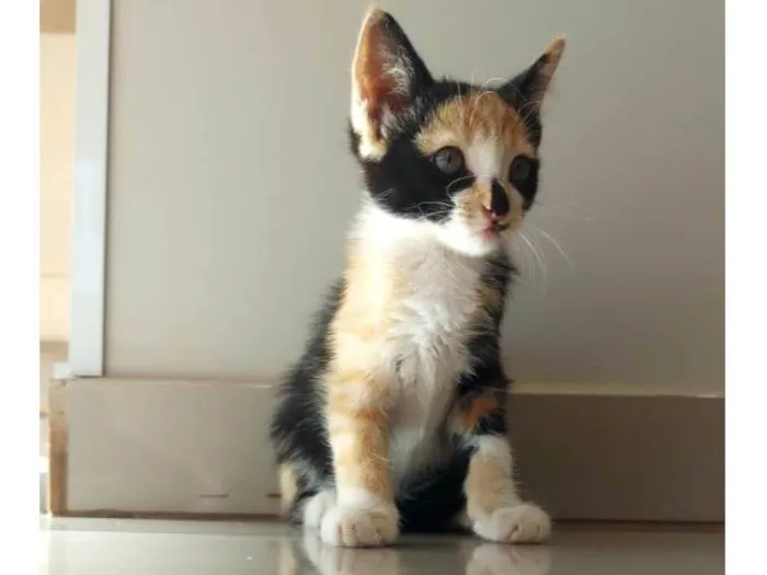Gato ra a SRD-ViraLata idade 2 a 6 meses nome Tricô