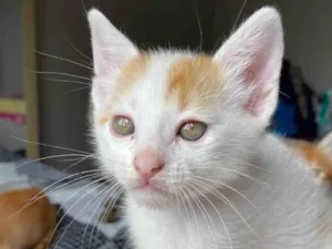 Gato raça SRD-ViraLata idade Abaixo de 2 meses nome Sem nome