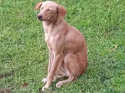 Cachorro raça SRD-ViraLata idade 7 a 11 meses nome Sem nome 