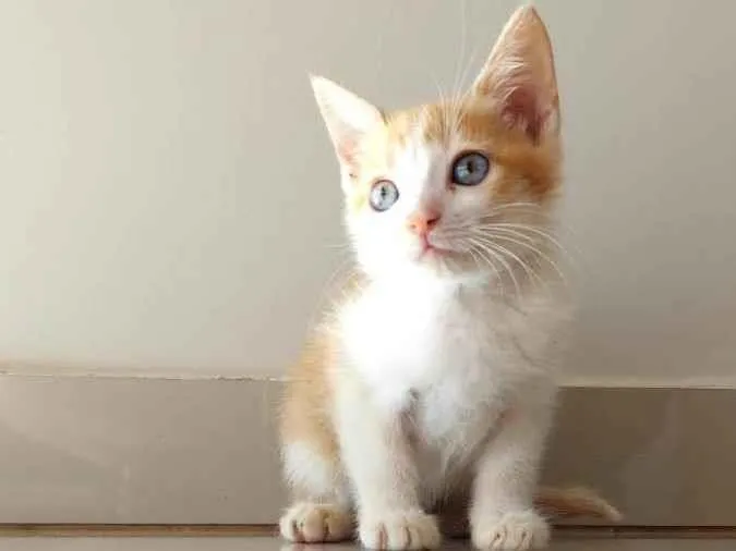 Gato ra a SRD-ViraLata idade 2 a 6 meses nome Lelinho