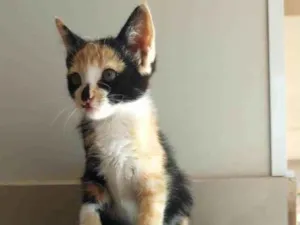 Gato raça SRD-ViraLata idade 2 a 6 meses nome Tricô