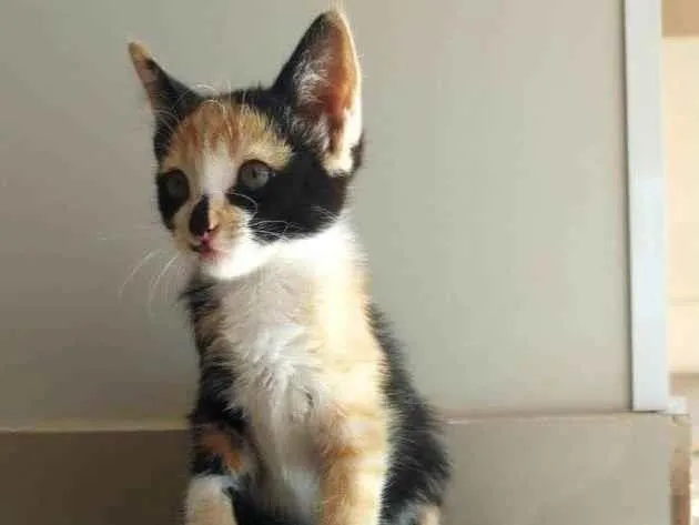 Gato ra a SRD-ViraLata idade 2 a 6 meses nome Tricô