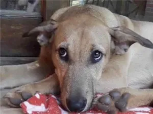 Cachorro raça CanisCaramelo idade 1 ano nome Bill