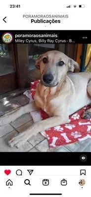 Cachorro raça CanisCaramelo idade 1 ano nome Bill