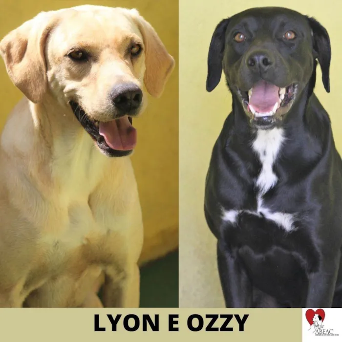 Cachorro ra a  idade 6 ou mais anos nome Lyon e Ozzy