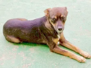 Cachorro raça  idade 1 ano nome Lucy Pequenina