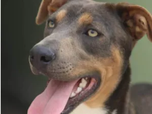 Cachorro raça  idade 2 anos nome Lucas