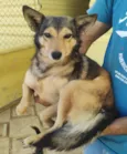 Cachorro raça  idade 5 anos nome Lobinha Pequena