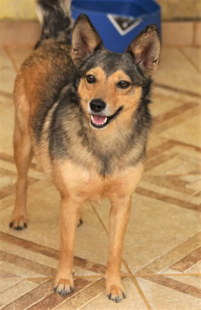 Cachorro raça  idade 5 anos nome Lobinha Pequena