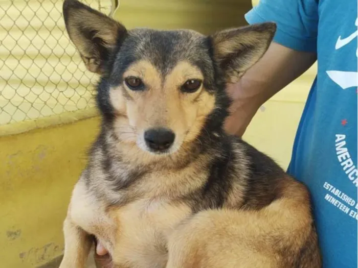 Cachorro raça  idade 5 anos nome Lobinha Pequena
