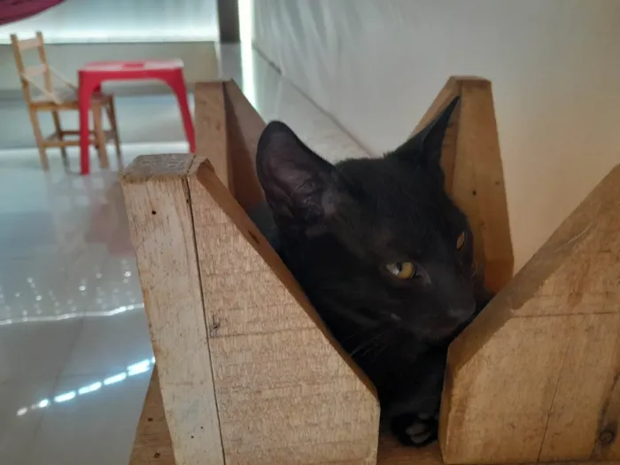 Gato ra a Indefinida idade 2 a 6 meses nome Sem nome