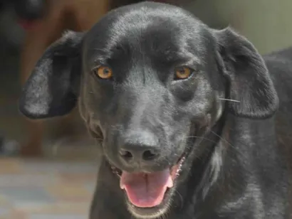 Cachorro raça  idade 4 anos nome Maria