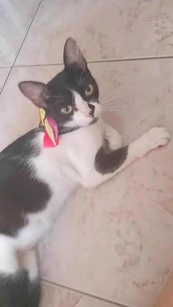 Gato ra a SRD-ViraLata idade 2 a 6 meses nome Sem nome 