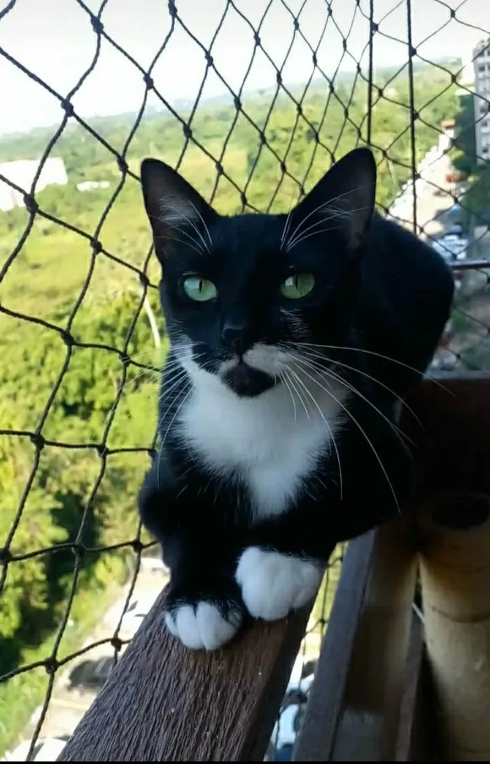 Gato ra a srd frajolinha  idade 2 anos nome ELISA 