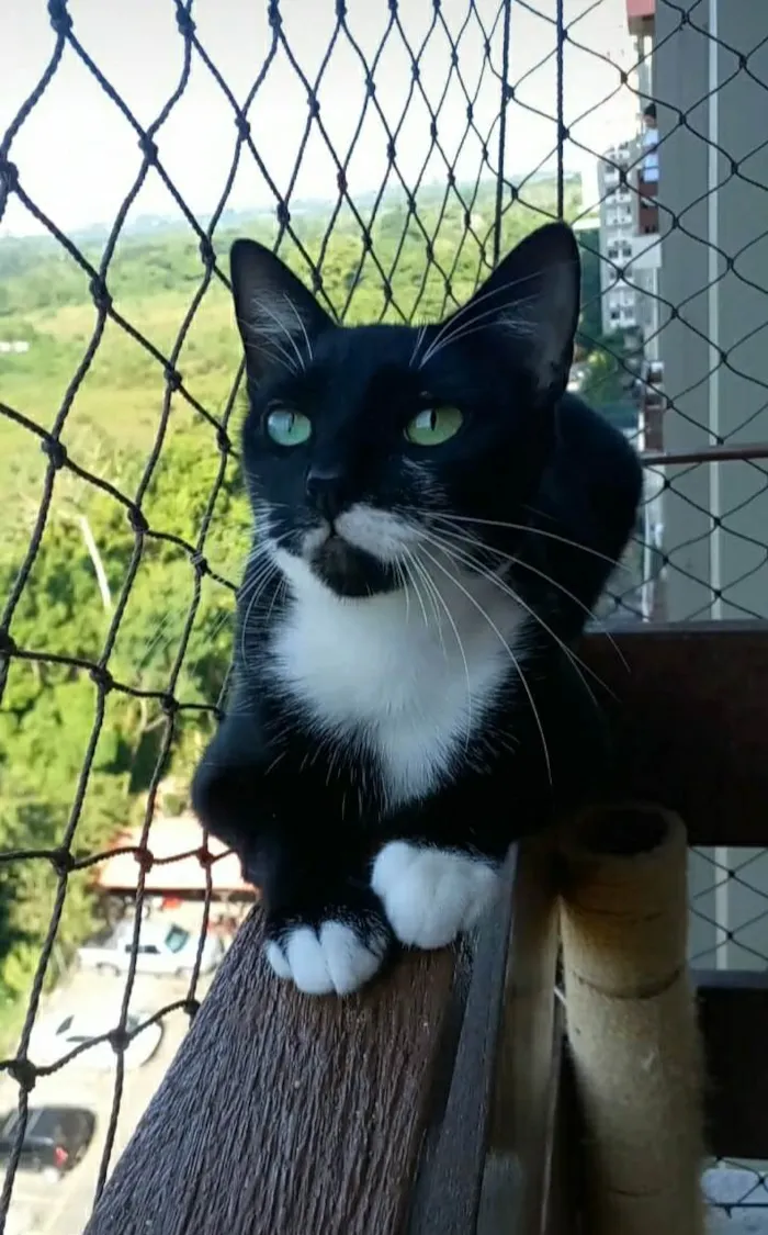 Gato ra a srd frajolinha  idade 2 anos nome ELISA 