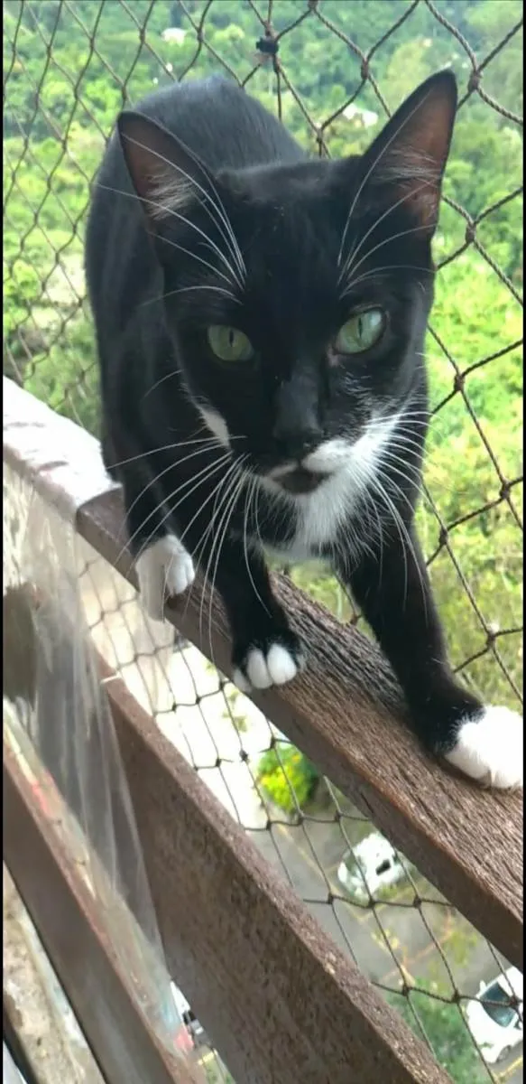 Gato ra a srd frajolinha  idade 2 anos nome ELISA 