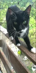 ELISA
