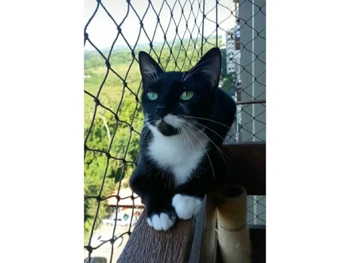 Gato ra a srd frajolinha  idade 2 anos nome ELISA 