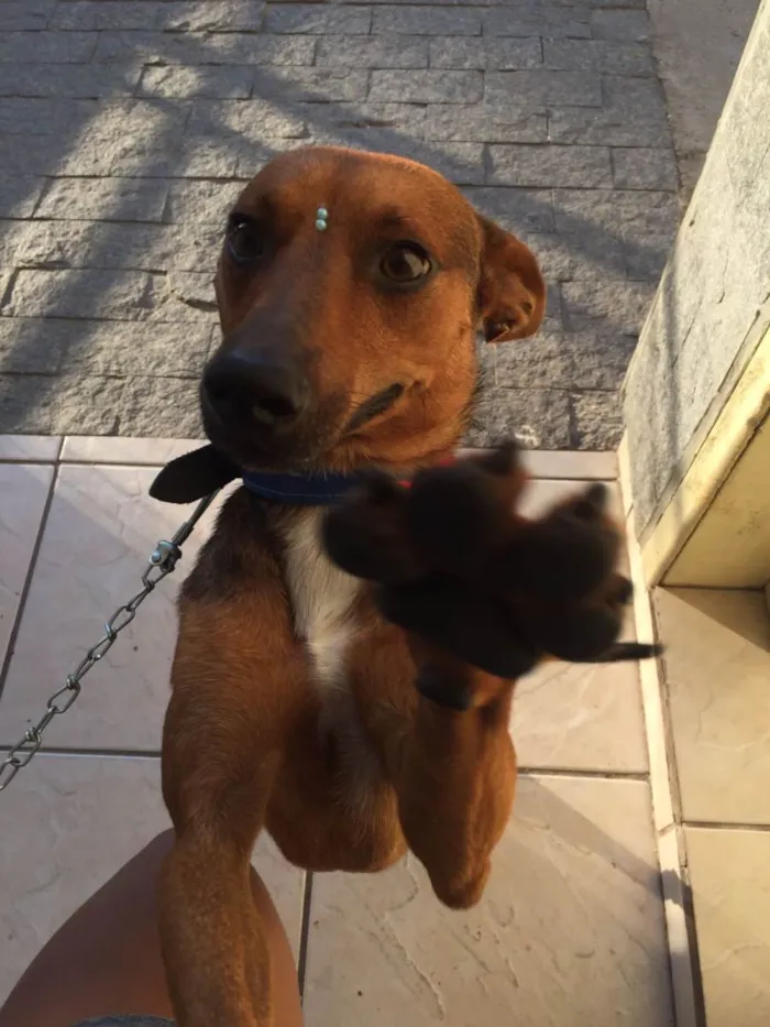 Cachorro ra a SRD-ViraLata idade 1 ano nome PAÇOCA 