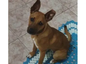 Cachorro raça SRD-ViraLata idade 2 a 6 meses nome Mel