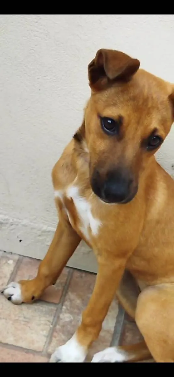 Cachorro ra a SRD-ViraLata idade 2 a 6 meses nome Mel