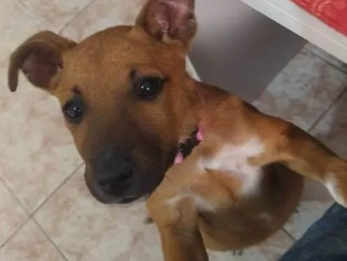 Cachorro ra a SRD-ViraLata idade 2 a 6 meses nome Mel