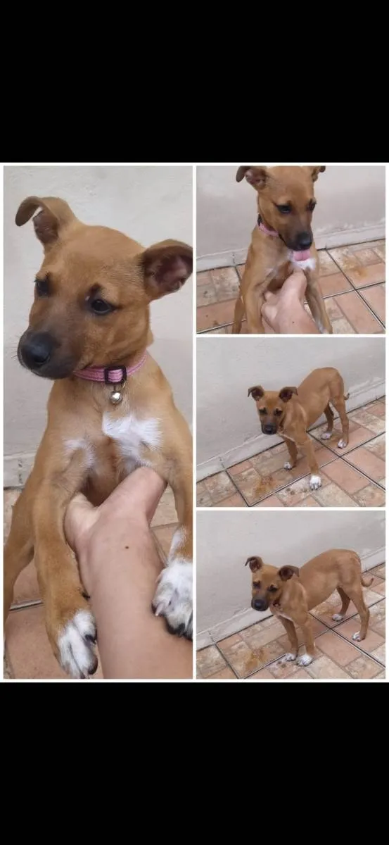 Cachorro ra a SRD-ViraLata idade 2 a 6 meses nome Mel