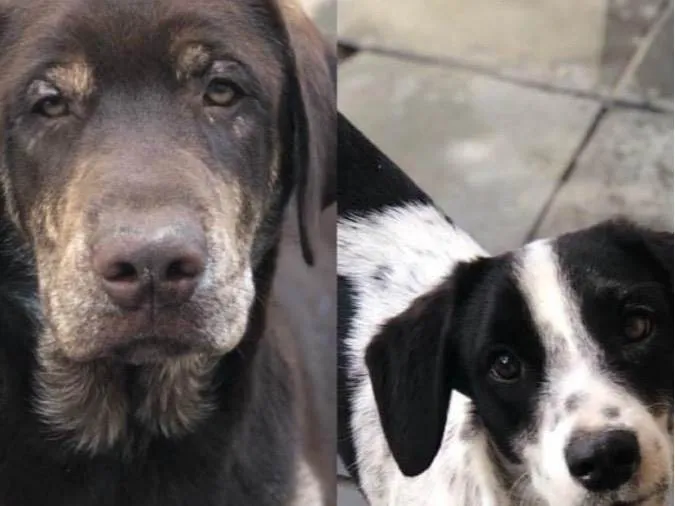 Cachorro ra a Labrador com vira-lata idade 4 anos nome Chocolate e Charlie Brown