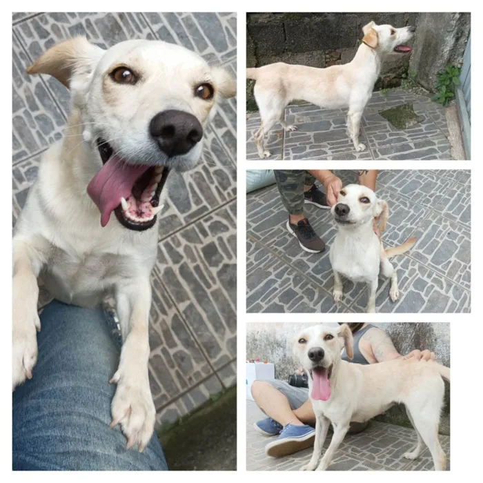 Cachorro raça SRD-ViraLata idade 2 anos nome Jujuba