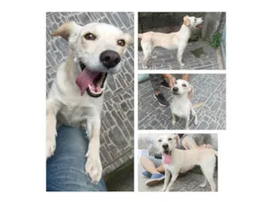 Cachorro raça SRD-ViraLata idade 2 anos nome Jujuba