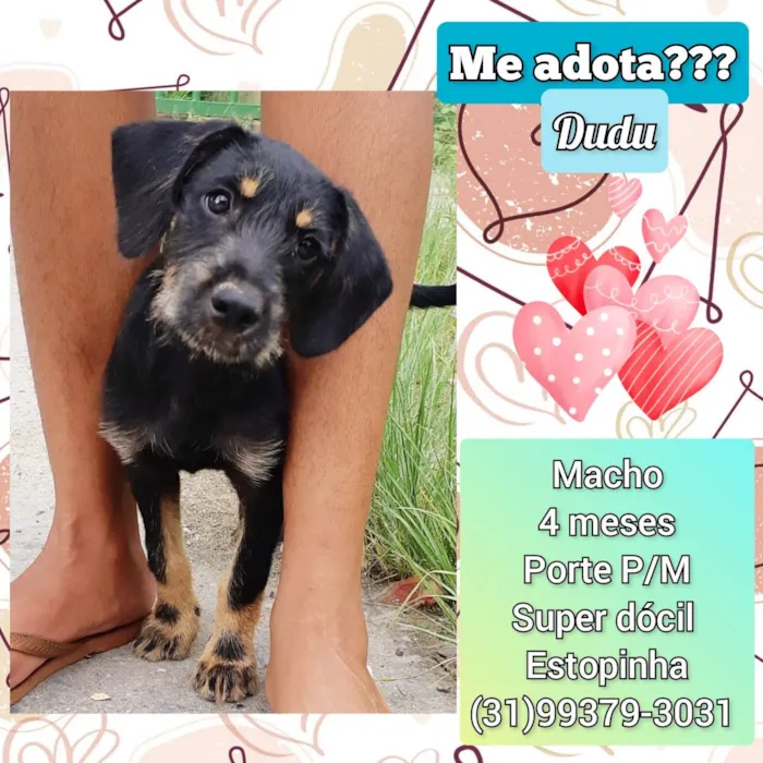 Cachorro raça SRD-ViraLata idade 2 a 6 meses nome Dudu