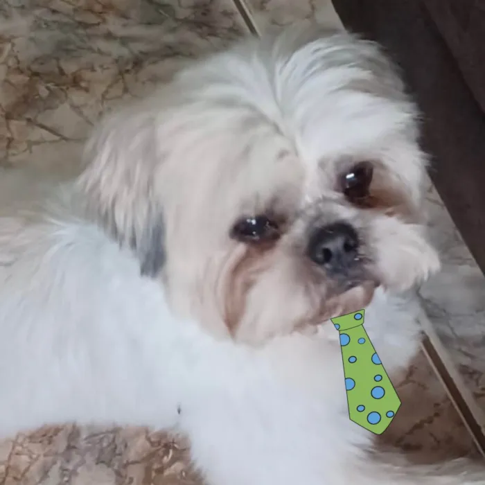 Cachorro ra a Mestico  idade 1 ano nome Lucky 