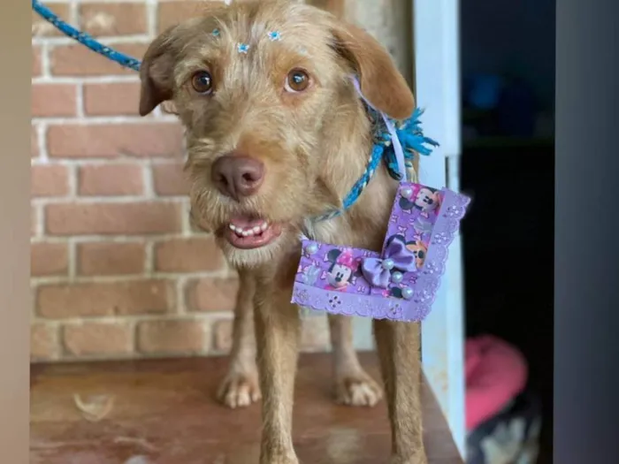 Cachorro raça SRD-ViraLata idade 2 anos nome Ayla 