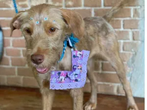 Cachorro raça SRD-ViraLata idade 2 anos nome Ayla 
