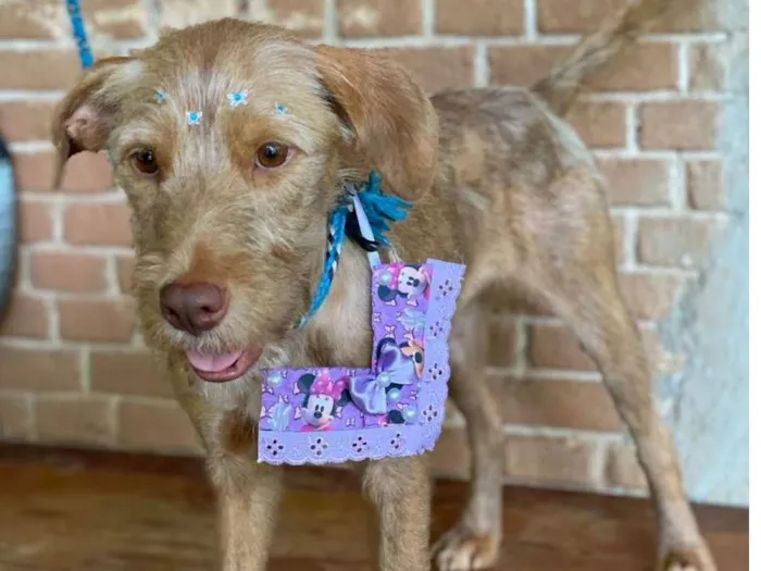 Cachorro raça SRD-ViraLata idade 2 anos nome Ayla 