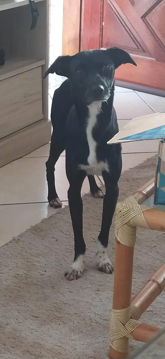 Cachorro ra a SRD-ViraLata idade 5 anos nome Lady