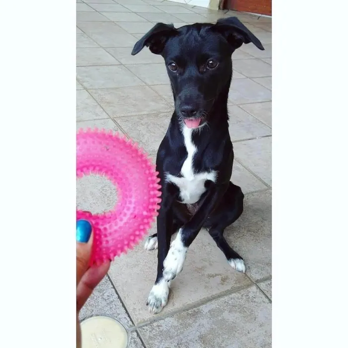 Cachorro ra a SRD-ViraLata idade 5 anos nome Lady