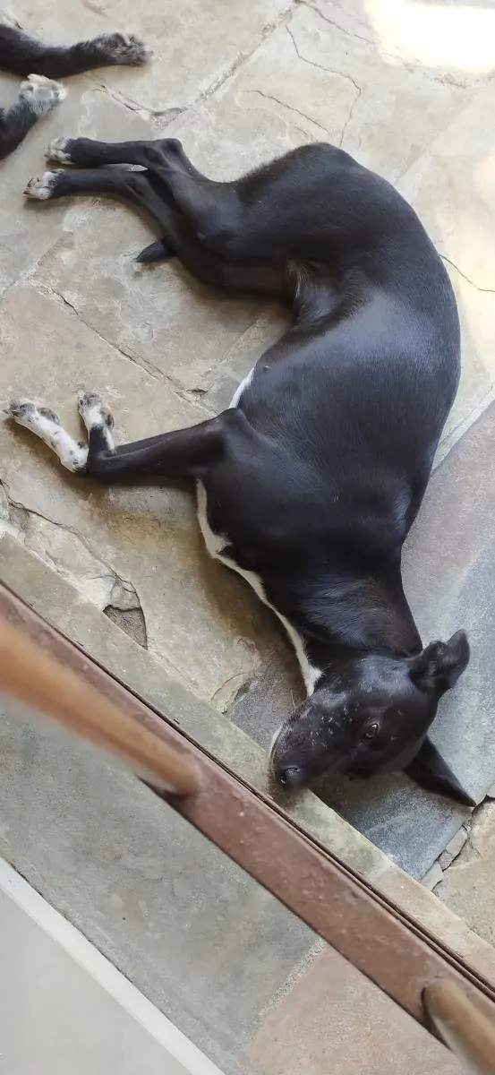 Cachorro ra a SRD-ViraLata idade 5 anos nome Lady