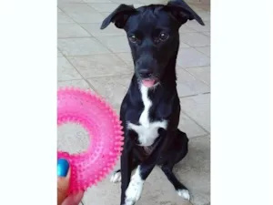 Cachorro raça SRD-ViraLata idade 5 anos nome Lady