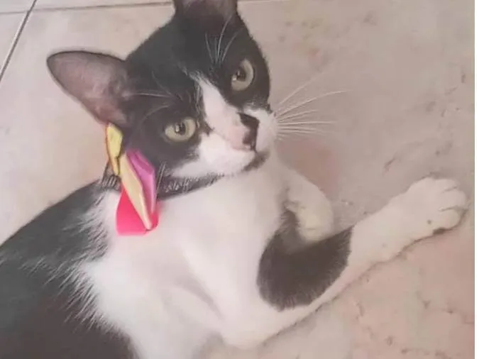 Gato ra a SRD-ViraLata idade 2 a 6 meses nome Ainda sem nome