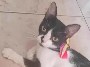 Gato raça SRD-ViraLata idade 2 a 6 meses nome Sem nome 