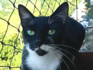 Gato raça srd frajolinha  idade 2 anos nome ELISA 