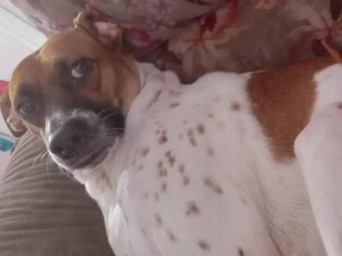 Cachorro ra a SRD-ViraLata idade 2 anos nome Estelar