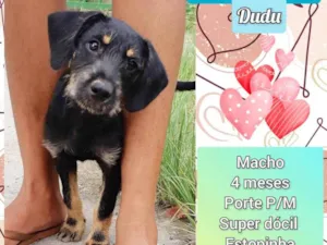 Cachorro raça SRD-ViraLata idade 2 a 6 meses nome Dudu
