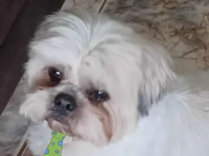 Cachorro raça Mestico  idade 1 ano nome Lucky 