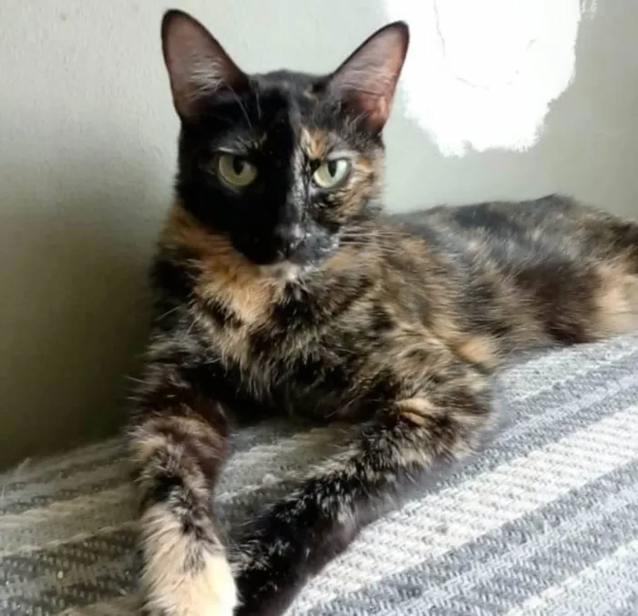 Gato ra a srd escaminha  idade 3 anos nome MEG