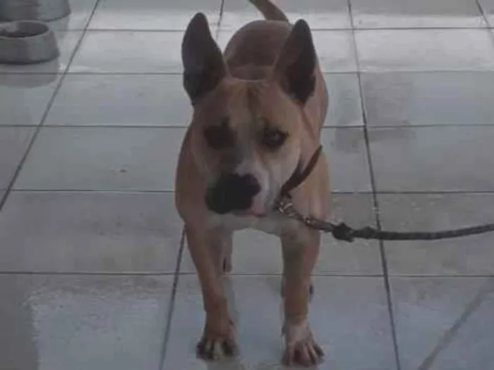 Cachorro ra a Pit-Bull idade 1 ano nome Start